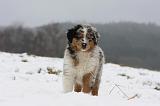 BERGER AUSTRALIEN PUPPIES 543